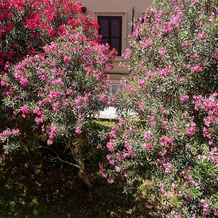 Magenta Classic San Pietro 34B-2