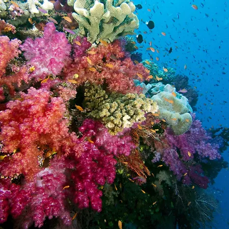Jean-Michel Cousteau Resort Fiji-3
