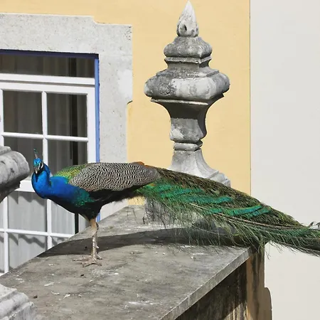 Heritage Solar Do Castelo Inn - Alfama-2